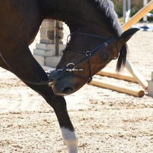 Meet your Posher, Lucy